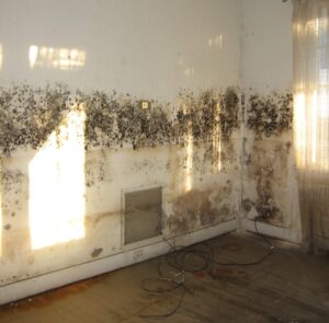 mold damage