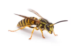 wasp 